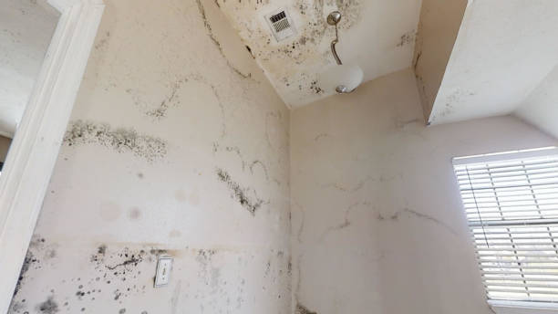 Best Crawl Space Mold Remediation  in Helmetta, NJ