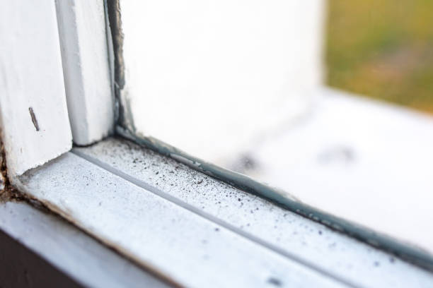 Best Mold-Related Health Consultation  in Helmetta, NJ