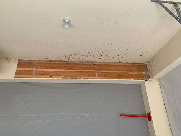 Best Water Damage & Mold Remediation  in Helmetta, NJ