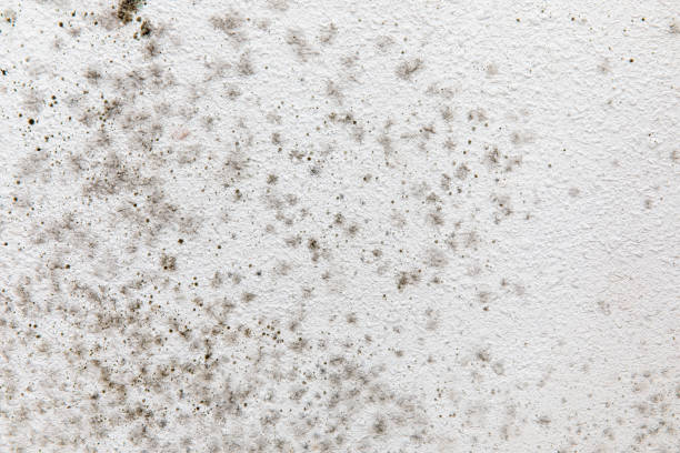 Best Dehumidification Services  in Helmetta, NJ