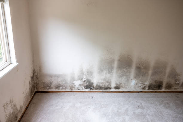Best Real Estate Mold Inspection  in Helmetta, NJ