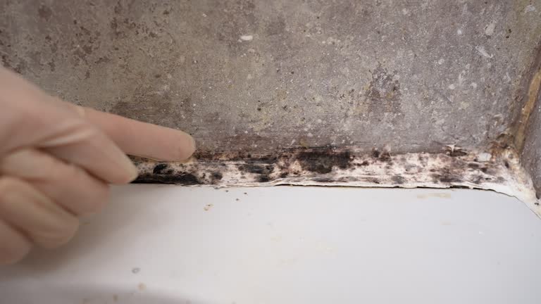 Best Attic Mold Removal  in Helmetta, NJ