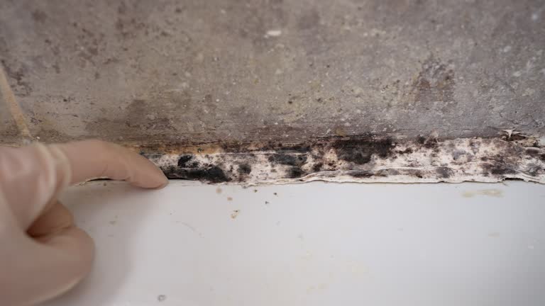 Best Emergency Mold Remediation  in Helmetta, NJ