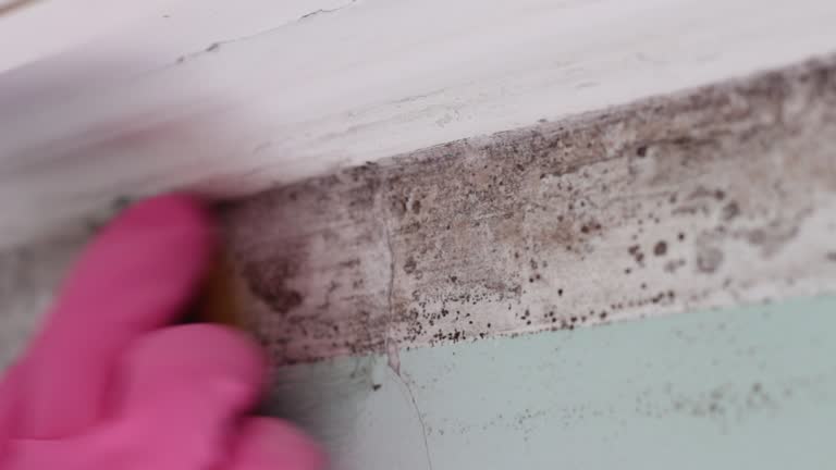 Best Basement Mold Removal  in Helmetta, NJ